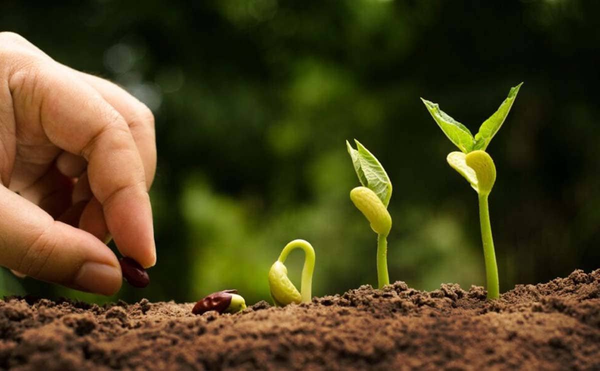 سهم واردات بذر در صعنت کشاورزی کشور