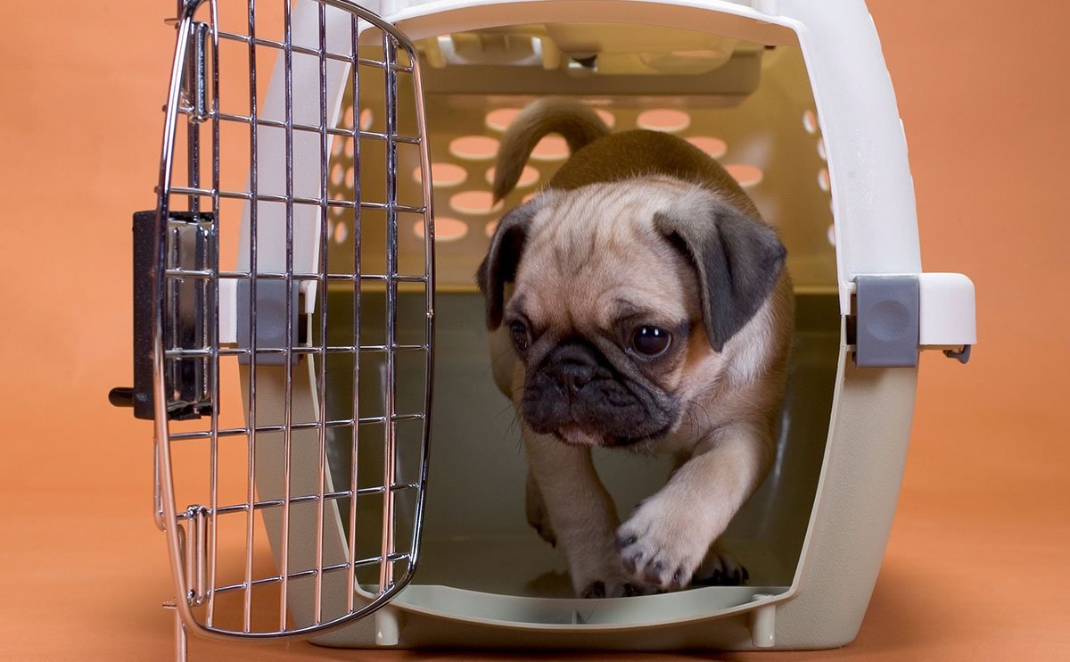 حمل حیوانات خانگی با هواپیما