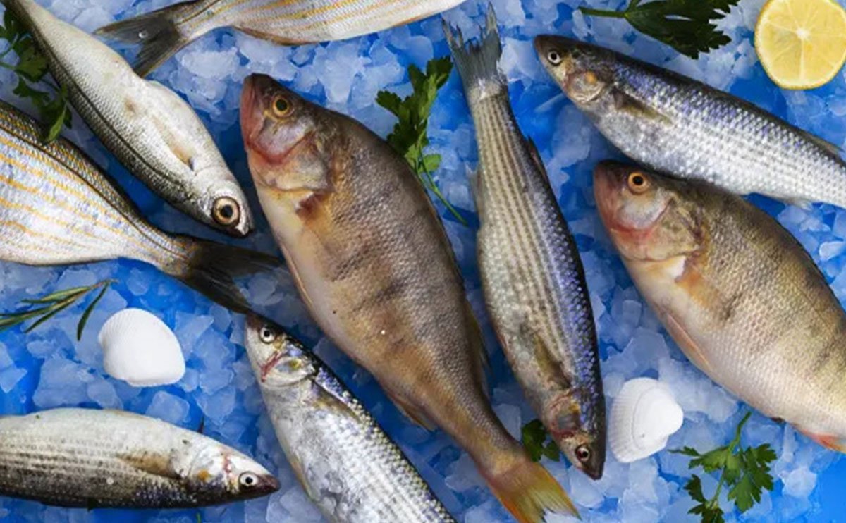 صادرات ماهی