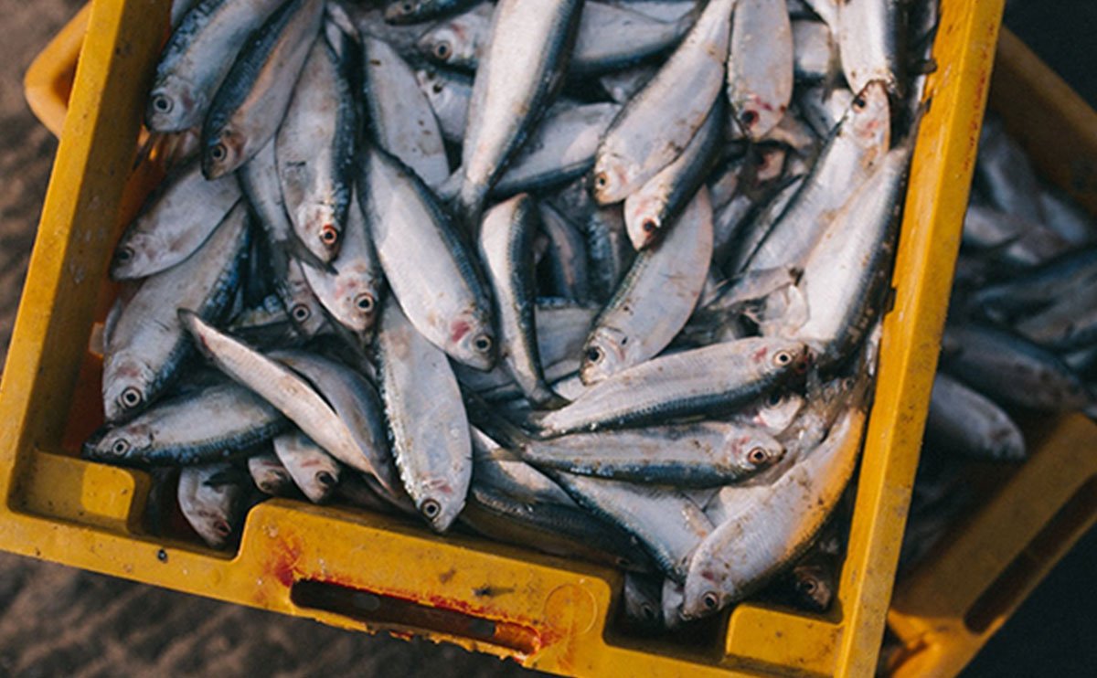 صادرات شیلات