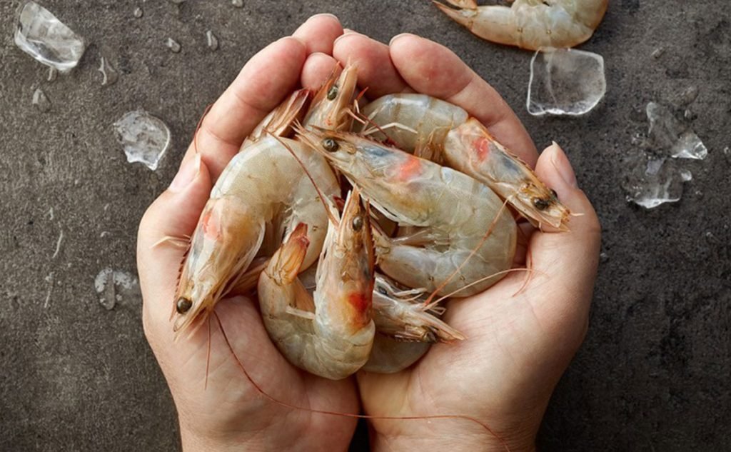 صادرات میگو