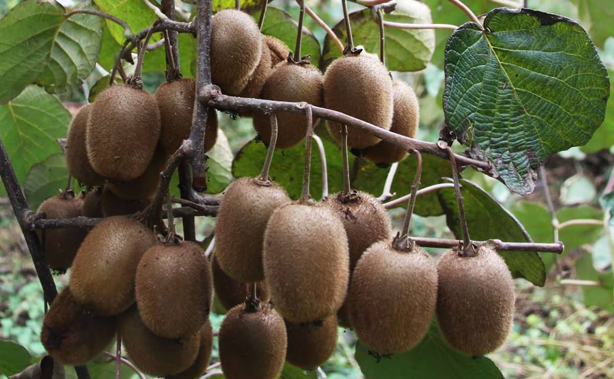 صادرات کیوی به سراسر دنیا + روشهای آن