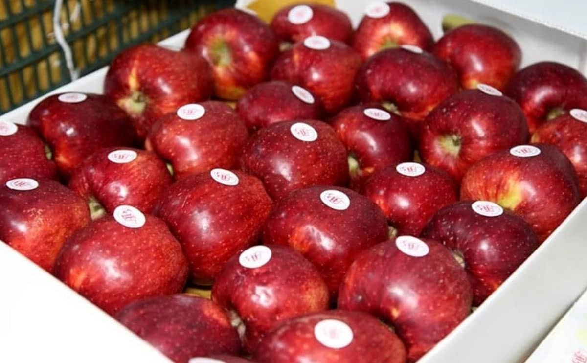 صادرات سیب درختی