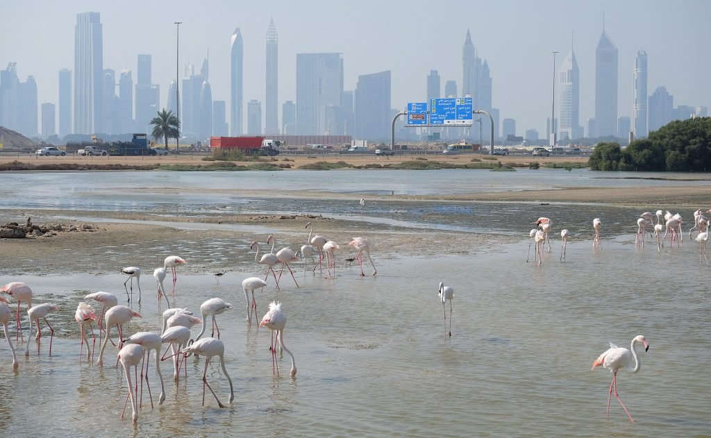 flamingos-dubai-featured-1