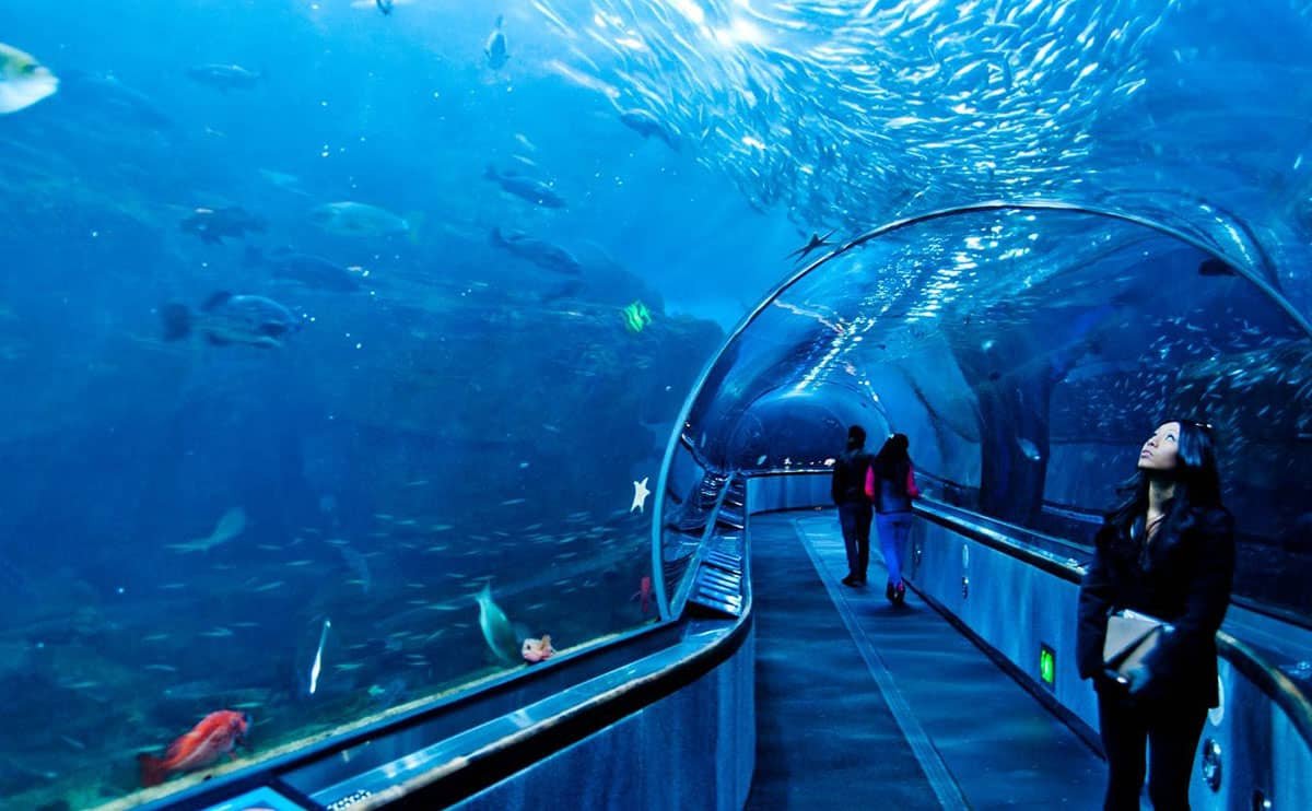 تونل آکواریوم دبی: آکواریوم تونلی دبی را بشناسید